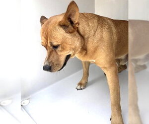 Medium Photo #1 Carolina Dog-Unknown Mix Puppy For Sale in Houston, TX, USA