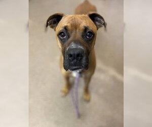 Boxer Dogs for adoption in Salinas, CA, USA