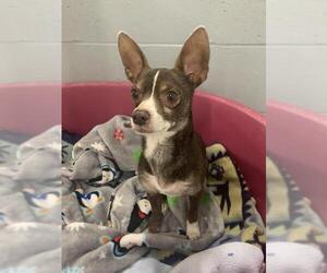 Jack Chi Dogs for adoption in Newaygo, MI, USA