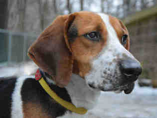 Treeing Walker Coonhound Dogs for adoption in Pittsburgh, PA, USA