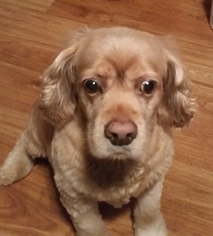 Cocker Spaniel Dogs for adoption in Albany, OR, USA