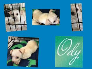 Malchi Dogs for adoption in plano, TX, USA