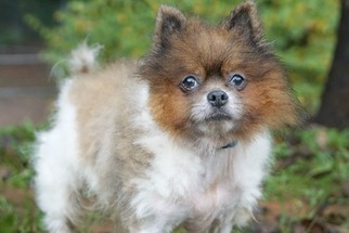 Pomeranian Dogs for adoption in Rocky Mount, VA, USA