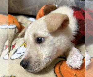 Labrador Retriever-Unknown Mix Dogs for adoption in Spring Lake, NC, USA