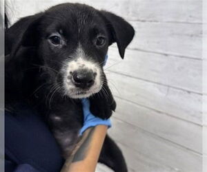 American Pit Bull Terrier-Unknown Mix Dogs for adoption in San Bernardino, CA, USA