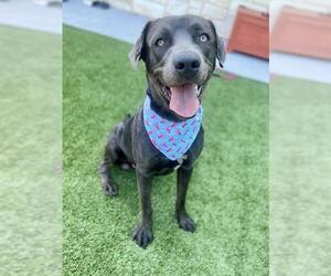 Doberman Pinscher-Unknown Mix Dogs for adoption in Baytown, TX, USA