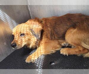 Mutt Dogs for adoption in San Antonio, TX, USA