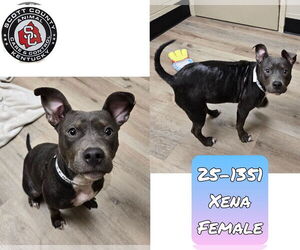 American Pit Bull Terrier-Unknown Mix Dogs for adoption in Georgetown, KY, USA