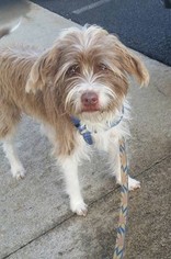 Parson Russell Terrier-Unknown Mix Dogs for adoption in Addison, NY, USA