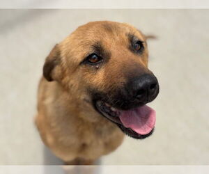 German Shepherd Dog-Unknown Mix Dogs for adoption in Tulsa, OK, USA