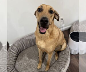 Catahoula Leopard Dog-Unknown Mix Dogs for adoption in Vail, AZ, USA