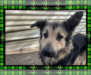 German Shepherd Dog Dogs for adoption in Ojai, CA, USA
