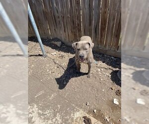 American Staffordshire Terrier Dogs for adoption in San Antonio, TX, USA