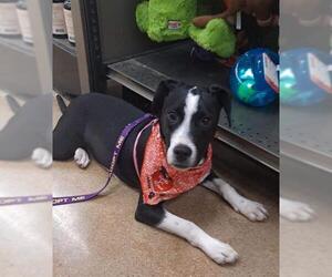 Border Collie Dogs for adoption in Poplar Bluff, MO, USA