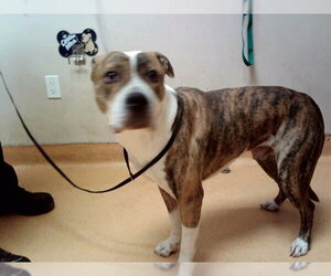 Mutt Dogs for adoption in Martinez, CA, USA