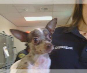 Chihuahua Dogs for adoption in Sacramento, CA, USA