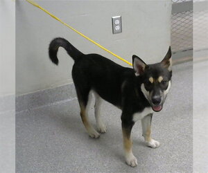 Shiba Inu-Unknown Mix Dogs for adoption in Pasadena, TX, USA