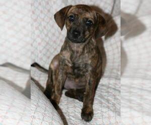 Beagle Dogs for adoption in Attalka, AL, USA