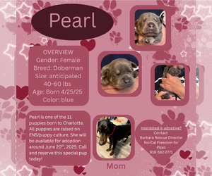 Doberman Pinscher Dogs for adoption in Rancho Cordova, CA, USA