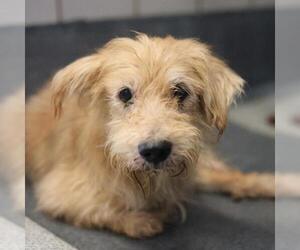 Cairn Terrier-Unknown Mix Dogs for adoption in San Antonio, TX, USA