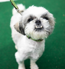 Shih-Poo Dogs for adoption in Birdsboro, PA, USA