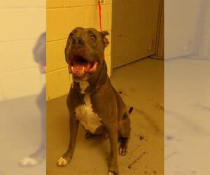 American Pit Bull Terrier-Unknown Mix Dogs for adoption in Sanford, FL, USA