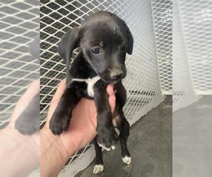 Chihuahua Dogs for adoption in Bakersfield, CA, USA