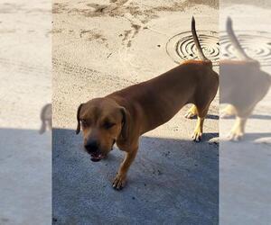 Mutt Dogs for adoption in San Antonio, TX, USA