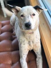 Australian Shepherd Dogs for adoption in Ashland, WI, USA