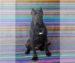 Presa Canario Dogs for adoption in Vaughan, Ontario, Canada