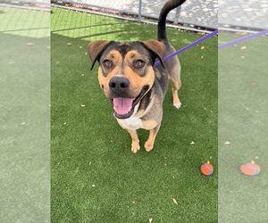 German Shepherd Dog-Rhodesian Ridgeback Mix Dogs for adoption in Calgary, Alberta, Canada