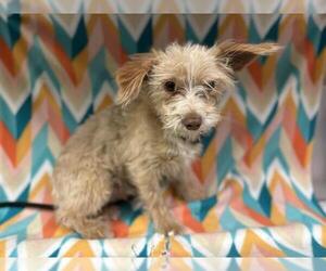 Mutt Dogs for adoption in HESPERIA, CA, USA