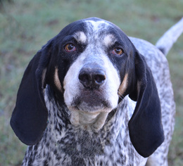 Bluetick Coonhound Dogs for adoption in Englewood, FL, USA