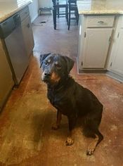 Rottweiler Dogs for adoption in Fairhope, AL, USA
