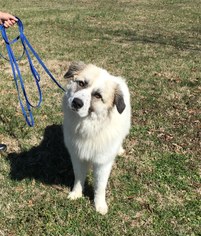 Great Pyrenees Dogs for adoption in Sparta, IL, USA