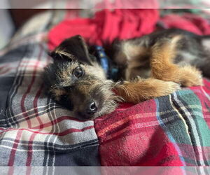Mutt Dogs for adoption in Gulfport, MI, USA