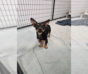 Dachshund-Unknown Mix Dogs for adoption in Candler, NC, USA