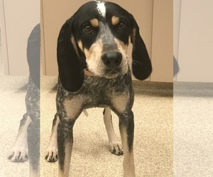 Bluetick Coonhound Dogs for adoption in Carson City, NV, USA