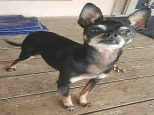 Miniature Pinscher Dogs for adoption in San Antonio, TX, USA