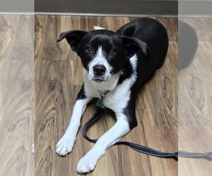 Border Collie Dogs for adoption in Highland, IL, USA