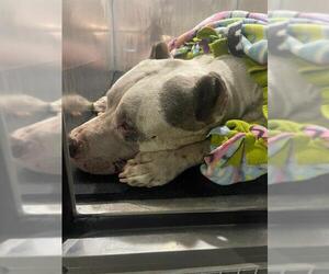 American Staffordshire Terrier Dogs for adoption in San Antonio, TX, USA