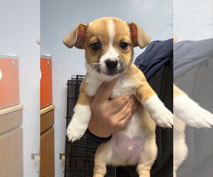 Mutt Dogs for adoption in Gilberts, IL, USA