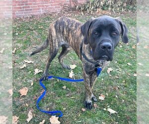 Mastiff-Unknown Mix Dogs for adoption in Boston, MA, USA