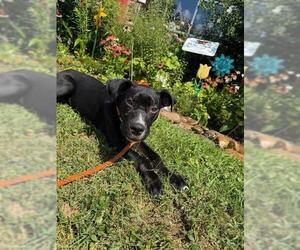 Labrador Retriever-Unknown Mix Dogs for adoption in Louisville, KY, USA