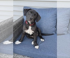 Mutt Dogs for adoption in Waterloo, IA, USA