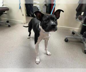 American Pit Bull Terrier-Unknown Mix Dogs for adoption in Pasadena, CA, USA