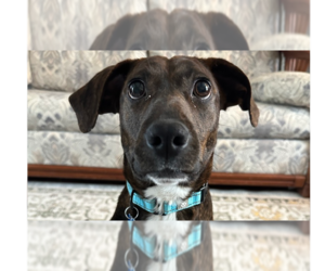 Plott Hound-Unknown Mix Dogs for adoption in Springdale, PA, USA