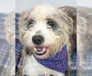 Poodle (Miniature)-Unknown Mix Dogs for adoption in Kennesaw, GA, USA