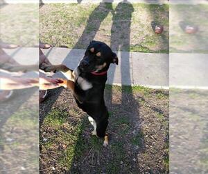 Labrador Retriever Dogs for adoption in San Antonio, TX, USA