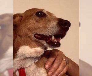 Pembroke Welsh Corgi Dogs for adoption in Newport, KY, USA